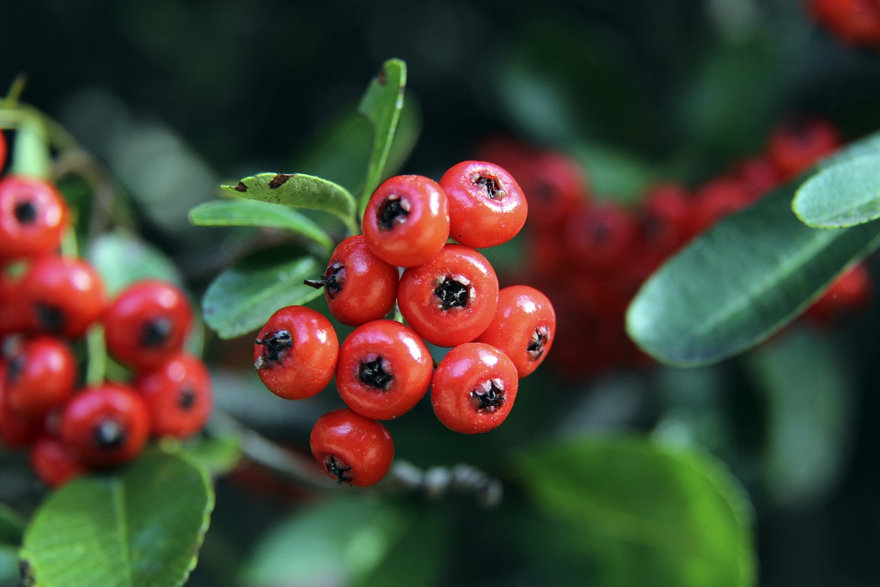 菲扎在本场 菲扎在本场